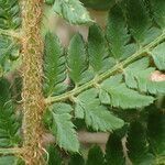 Polystichum setiferum leaf picture by Sylvain Piry (cc-by-sa)