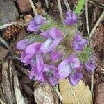 Astragalus echinatus flower picture by André Hyvrier (cc-by-sa)