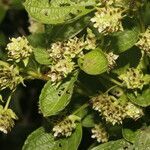 Lippia cardiostegia fruit picture by Nelson Zamora Villalobos (cc-by-nc)