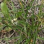 Carex halleriana flower picture by Alain Lagrave (cc-by-sa)