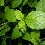 Morus celtidifolia leaf picture by Nelson Zamora Villalobos (cc-by-nc)