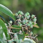 Miconia albicans fruit picture by Nelson Zamora Villalobos (cc-by-nc)