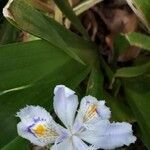 Iris japonica flower picture by Raffaele Puglisi (cc-by-sa)