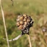 Allium oleraceum fruit picture by Udo Herkommer (cc-by-sa)