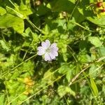 Geranium versicolor habit picture by David Hocken (cc-by-sa)