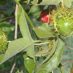 Passiflora ciliata fruit picture by Nelson Zamora Villalobos (cc-by-nc)