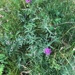 Centaurea scabiosa habit picture by Philippe Bissières (cc-by-sa)