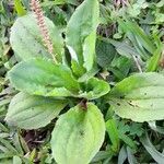 Plantago australis habit picture by Trap Hers (cc-by-sa)