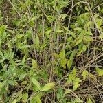 Lycium barbarum habit picture by Antoine Ambard (cc-by-sa)