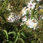 Symphyotrichum cordifolium leaf picture by roro momo (cc-by-sa)