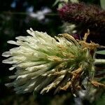 Trifolium pannonicum flower picture by alla (cc-by-sa)