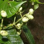 Faramea glandulosa fruit picture by Nelson Zamora Villalobos (cc-by-nc)