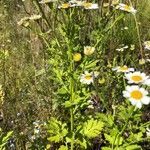 Anthemis cotula habit picture by Richard Wishaupt (cc-by-sa)