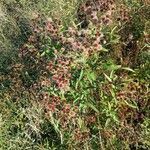 Vernonia noveboracensis habit picture by Matthias Foellmer (cc-by-sa)