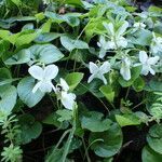 Viola alba habit picture by Sylvain Piry (cc-by-sa)