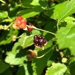 Rubus canadensis fruit picture by Evelock Gilks (cc-by-sa)