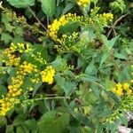 Solidago caesia flower picture by patrice dalrymple (cc-by-sa)