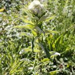 Helichrysum foetidum habit picture by Uxeli (cc-by-sa)