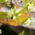 Galium murale fruit picture by Martin Bishop (cc-by-sa)