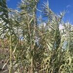 Arundo donax habit picture by Christiane Fries (cc-by-sa)