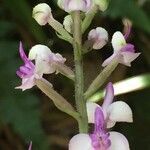 Cynorkis ridleyi flower picture by Daniel Barthelemy (cc-by-nc)