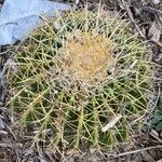 Ferocactus cylindraceus leaf picture by Elle Dimitrivich (cc-by-sa)