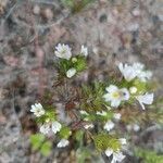 Euphrasia officinalis leaf picture by Suvanta-mikkola Kati (cc-by-sa)