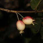 Eugenia truncata fruit picture by Nelson Zamora Villalobos (cc-by-nc)