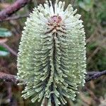 Banksia oblongifolia flower picture by Boris Therock (cc-by-sa)