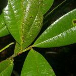 Pimenta guatemalensis leaf picture by Nelson Zamora Villalobos (cc-by-nc)