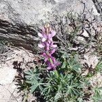 Lupinus hispanicus habit picture by Pérez Félix (cc-by-sa)