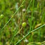 Anthericum ramosum fruit picture by Vincent Thery (cc-by-sa)