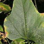 Cayaponia racemosa leaf picture by Nelson Zamora Villalobos (cc-by-nc)