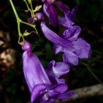 Jacaranda caucana flower picture by Nelson Zamora Villalobos (cc-by-nc)