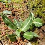 Goodyera oblongifolia leaf picture by Ethan Greer (cc-by-sa)