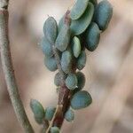 Coronilla vaginalis fruit picture by Yoan MARTIN (cc-by-sa)