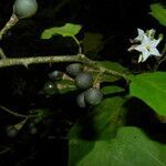 Solanum jamaicense fruit picture by Nelson Zamora Villalobos (cc-by-nc)