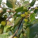 Alnus incana fruit picture by axel jones (cc-by-sa)