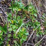 Azorella crenata habit picture by Fabien Anthelme (cc-by-sa)