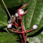 Miconia lateriflora flower picture by Nelson Zamora Villalobos (cc-by-nc)