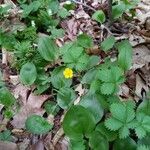 Potentilla canadensis flower picture by Matt Santovasi (cc-by-sa)