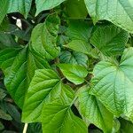 Clerodendrum paniculatum leaf picture by Henry Tu (cc-by-sa)