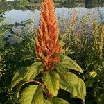 Amaranthus hybridus habit picture by Fabienne Doron (cc-by-sa)