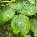 Rubus nemorosus leaf picture by TilmanK (cc-by-sa)