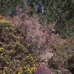 Erica australis habit picture by Pedroso Rui (cc-by-sa)