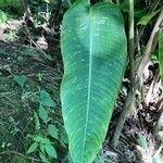 Heliconia latispatha leaf picture by Fabien Anthelme (cc-by-sa)