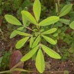 Melilotus sulcatus leaf picture by Monteiro Henrique (cc-by-sa)