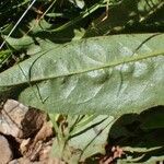 Crepis conyzifolia leaf picture by Yoan MARTIN (cc-by-sa)