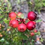 Vaccinium myrsinites fruit picture by Tim Rutland (cc-by-sa)