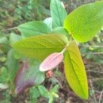 Hypericum androsaemum leaf picture by Toby Cotton (cc-by-sa)